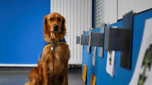 Appel à la formation de chiens renifleurs covid en Alsace